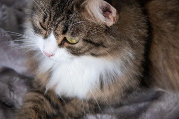 Portrait of fluffy sweet serious tabby cat with big yellow eyes and white dickey