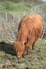 Highland Cow Eating