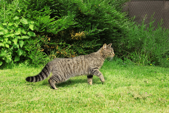 Cute tabby cat walking outdoor on green grass. Side view.