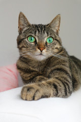 Cute tabby cat with green eyes lies on white couch. Boring mood.