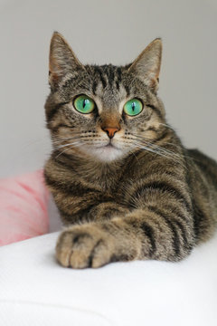 Cute Tabby Cat With Green Eyes Lies On White Couch. Boring Mood.