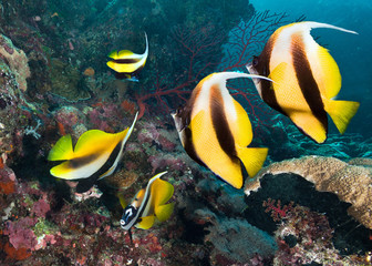 Underwater image of coral reef and School of Butterfly Fish 