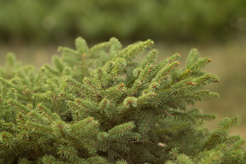 young pine cones. Pollen falling from the new pine blossom