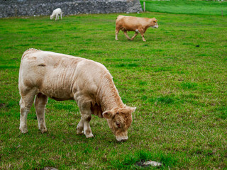 Cow grazing grass in a field. more cows in the background out of focus, green pasture, 