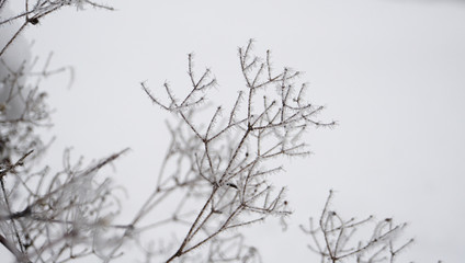 Fototapeta na wymiar Background of branches of a tree, covered with rime frost against a white sky