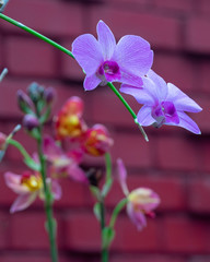 Orchid blooms