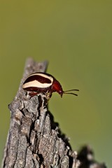 A tiny leaf beetle (Calligrapha bidenticola) traversing some tree bark in Houston, TX. Leaf beetles come in many varieties and most are about the size of a ladybug.