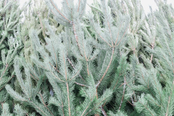 Green fir-trees of a coniferous tree lie next to each other