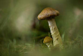 Big and little brother _______________________________________________