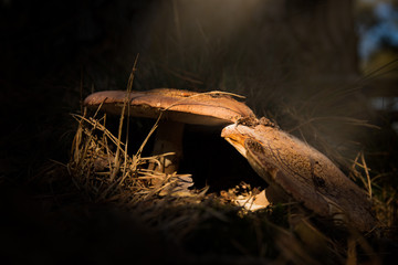 in a ray of light ________________________________________________