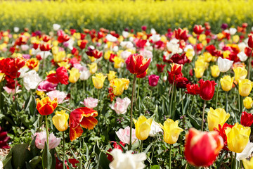 Fototapeta premium Blooming tulips at the plantation. Breeding of tulips for bulbs