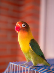 Green and yellow lovebird outside his cage