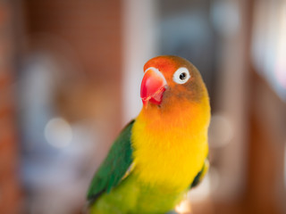 Portrait of a beauty lovebird