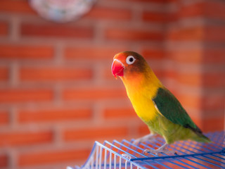 Domestic lovebird on the top of his cage