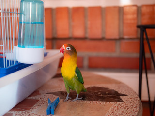 Green and yellow lovebird outside his cage