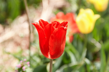 Blooming tulips at the plantation. Breeding of tulips for bulbs