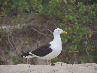 Gaivota