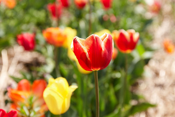 Blooming tulips at the plantation. Breeding of tulips for bulbs