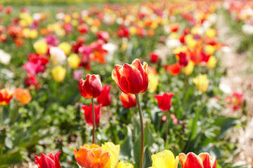 Blooming tulips at the plantation. Breeding of tulips for bulbs