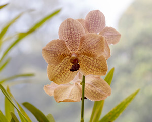 Orchid blooms