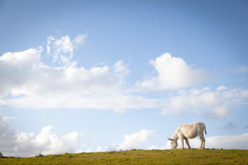 Fototapeta premium Donkey Grazing in a Field