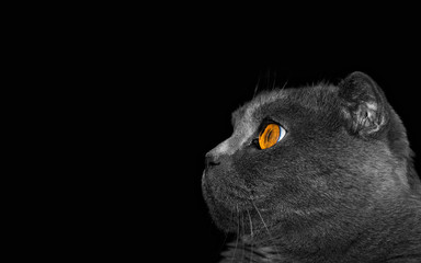 Grey cat on black background