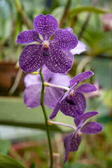 Orchid blooms