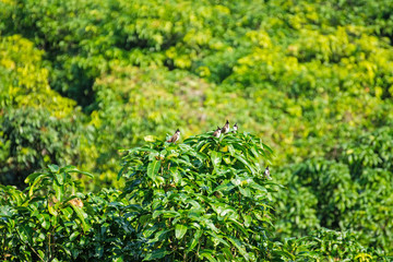 Red-whiskered Bulbul (Pycnonotus jocosus)