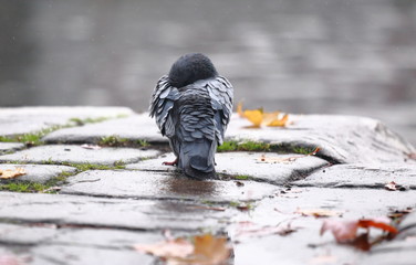Pigeon in rain in autumn.