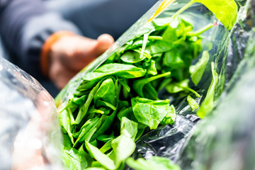Closeup of person hands holding fresh raw, plastic packaged bag of green spinach, vibrant color,...
