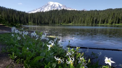 avalanche lilies growing near reflection lake at mt rainier national park in washington state of the us pacific northwest