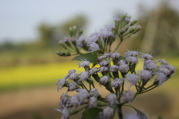 indian village flowers