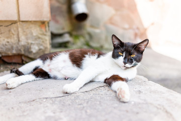 Stray black and white cat with beautiful orange eyes on porch, sidewalk street in Rivne, Ukraine by house home building closeup, steps, craked broken concrete pavement, nipples mother