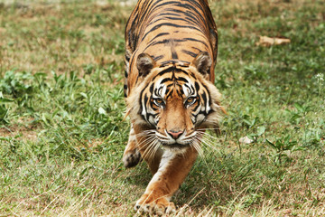 Sumatran tigers run chasing something