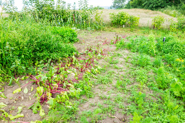 Red, green colorful beet leaves greens on ground in summer garden with vegetable plants growing on dirt soil rows in Ukraine