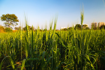 green field of  wheat and blue sky