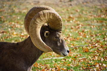 Bighorn Sheep Relaxing in a Park