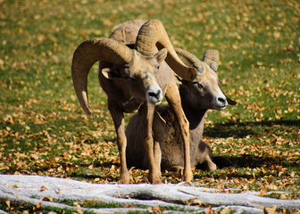 Bighorn Sheep Relaxing in a Park