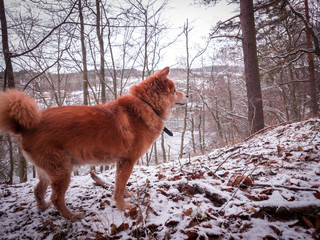 Pies w lesie, zima