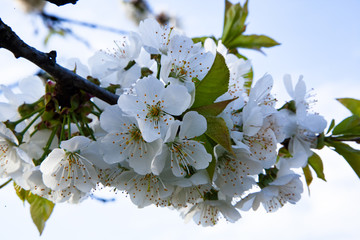 Blooming apple tree branch closeup
