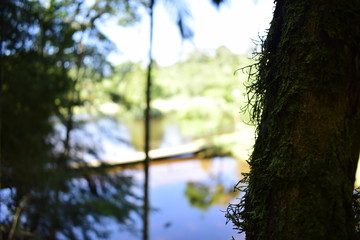 food, bar, natal, forest