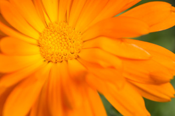 Close up of Orange Flower