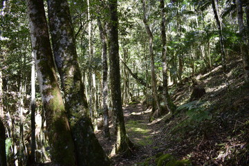 food, bar, natal, forest