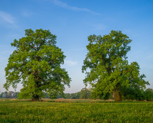 Dęby w dolinie Warty, Rogalin © Piotr Szpakowski