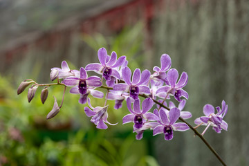 Orchid blooms
