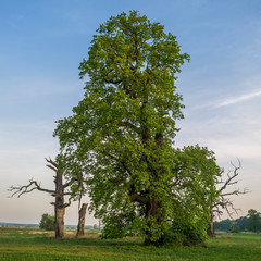 Stary Dąb z Rogalina © Piotr Szpakowski