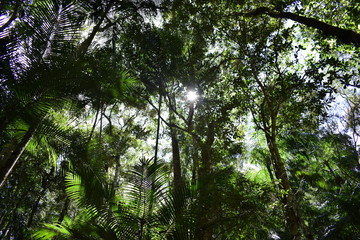 Obraz premium forest