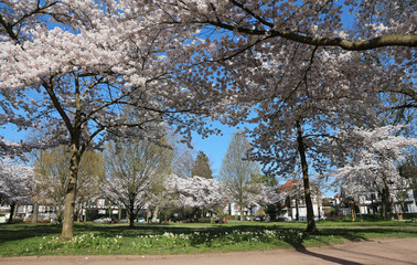 Cherry Trees with flowers - Square Tivoli - Strasbourg