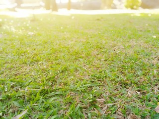 green field of yellow flowers