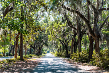 Street road landscape with oak trees and trail path in Savannah, Georgia famous Bonaventure...